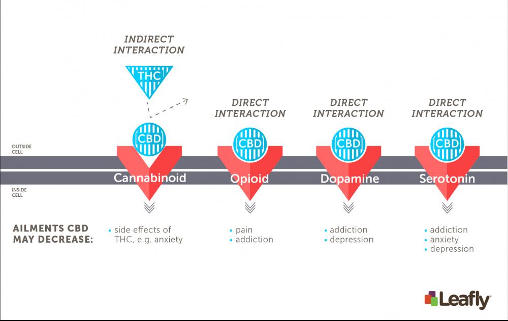 Right: the brain contains a huge a number of brain cells (neurons). Each neuron, represented here as a hexagon, is connected to many others. Left: the synapse is the site where two neurons communicate with each other. The “sender neuron” releases chemical signals called neurotransmitters, which stimulate receptors on the “receiver neuron.” There are many different receptor types in the brain, each one sensitive to different neurotransmitters.